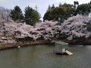 鹿沼公園の桜