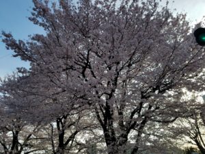 桜の花