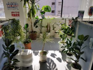 観葉植物