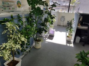 観葉植物