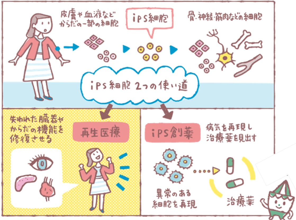 ｉＰＳ細胞の現状・・」（１２５６号）・・業界初・ものづくり技術支援